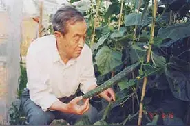 能吃上两块钱一斤的好黄瓜，国人不要忘了这位院士图片