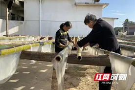 衡山舌尖上的美味——手工红薯粉皮 原来这样做图片