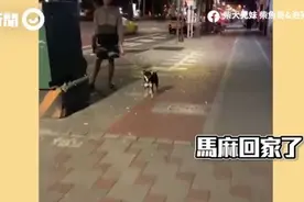 柴犬兄妹捷运站接妈下班！兴奋钻腿扭屁屁　整天疲劳感瞬间消失图片