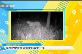 来找滚滚玩儿？陕西汉中大熊猫保护区惊现成年野生豹！视频封面