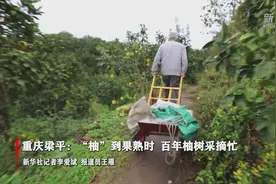 重庆梁平：“柚”到果熟时 万株柚树采摘忙视频封面