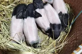 浙江首批克隆猪宝宝出生：中间白两头乌黑、活泼好动图片