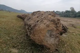 绵阳梓潼一河道挖出 13米长的千年乌木 曾出土被剪枝又埋入河底图片
