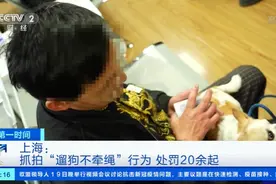 上海处罚超20起遛狗不牵绳行为，网友：支持图片