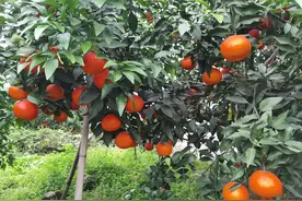 果冻橙成熟上市 甜城与您有场甜蜜之约图片