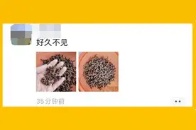 杭州姑娘晒出神秘“树枝”, 又干又丑！味道甘甜，很多人小时候都吃过图片