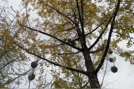 “天府黄”上线了！我们帮你盘点了成都市区值得一去的银杏打卡地图片