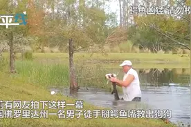 美国一男子徒手掰开鳄鱼嘴救出狗子，网友：好硬核图片