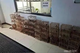 阿城一男子自制拍笼在自家院内猎捕“三有”保护鸟类49只图片