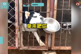 二哈隔笼连盆抢走金毛狗粮，操作很娴熟！网友：智商全用在干饭上了图片