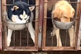 这狗不讲武德！二哈隔着笼子抢隔壁金毛的饭，还连盆端走图片