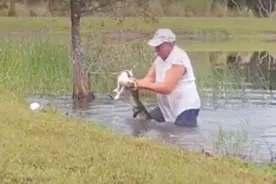 74岁退休老人徒手扒开鳄鱼嘴救出宠物狗图片