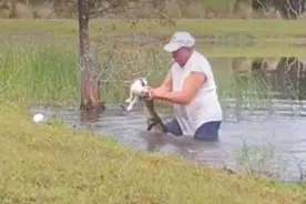 74岁退休老人徒手扒开鳄鱼嘴救出宠物狗图片