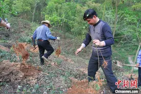 三峡植物园推进植物野外回归 助珍稀物种摆脱灭绝危机图片