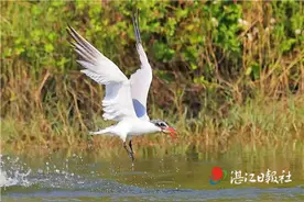 红嘴巨燕鸥打卡湛江图片