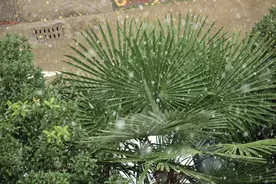 下雪啦！刚刚，周口迎来今冬首场降雪图片
