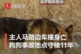 俄罗斯版忠犬八公！主人车祸身亡狗狗原地痴等11年，守候画面看哭网友图片