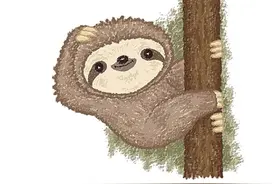 “八爪鱼”与“树懒”的硬核CP图片