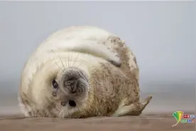 萌翻了！灰海豹宝宝慵懒躺沙滩自娱自乐图片