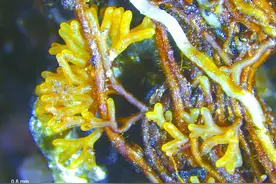 我国科研人员首次人工培育成功食用菌松乳菇图片