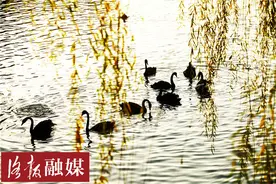 美！洛阳这个新“网红打卡地”每天上演“天鹅湖”图片