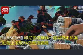 可怕！印尼74只珍稀鹦鹉被塞进塑料瓶走私，残忍画面网友直呼心疼图片