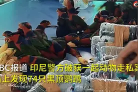 可怕！印尼74只珍稀鹦鹉被塞进塑料瓶走私，残忍画面网友直呼心疼图片