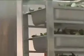 “机器人阿姨”替代人工烹饪，人工智能助力食品安全视频封面