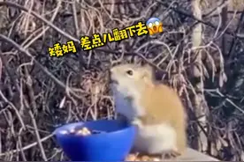 笑哭！松鼠吃发酵梨子后酩酊大醉，像极了喝多了的人类图片
