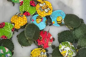 有市民心疼“忍者神龟”，给我们打来电话：小乌龟被画上图案，是不是太残忍了？图片