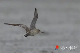 “飞行冠军”斑尾塍鹬：不眠不休不吃不喝飞行万里来湛过冬图片