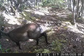 黑熊、猕猴、豺……白马雪山保护区拍到珍稀濒危物种活动影像图片