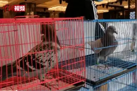 一只鸽子凭啥卖千万元？了解这些知识后我惊呆了图片