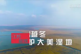 江苏盐城：守护候鸟越冬 保护大美湿地视频封面