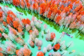 皖南“川藏线”上的红杉林枝叶飘红图片