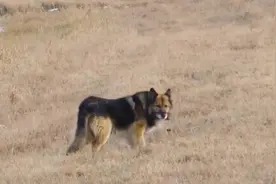 俄版“忠犬八公”！狗狗在路边等去世主人11年图片