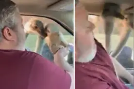 不讲武德！男子好心给鸵鸟喂食反被其咬到手指图片