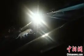 吉林边境再现“拦路虎”：身形健壮 纵身跨栏跃入林中图片