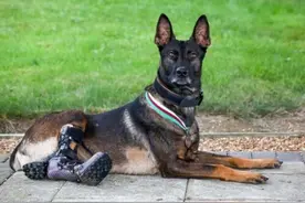 英勇军犬救特种兵于危难中 被授予动物界最高荣誉图片