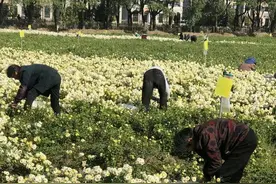 一得斋记 | 在丰子恺的故乡图片