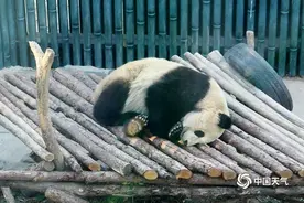 冬日里大熊猫惬意酣睡 呆萌又可爱图片