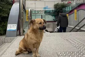 云求助｜“成都忠犬”地铁口守候多日 附近居民：陌生人都带不走 估计是在等主人图片
