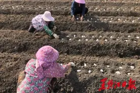 “黄麻子”“移民”到广东卖上苹果价，粤黑合作“北薯南种”模式结硕果图片