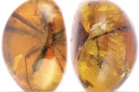 缅甸琥珀中发现两蜘蛛新科图片
