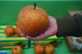 梨是百果之宗！福建三明出产的这种梨号称“中国梨王”视频封面