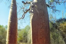 可以长出“面包”的树你见过吗图片