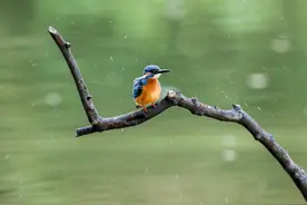 枝头翠鸟图片