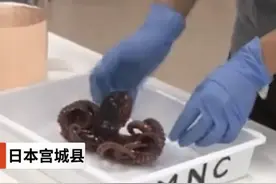 日本沿海现变异九足章鱼，专家称或与核辐射有关，渔夫：平生第一次看到图片