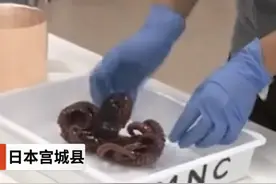 日本沿海现变异九足章鱼，专家称或与核辐射有关，渔夫：平生第一次看到图片