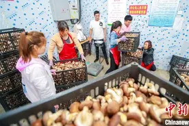 通讯：河南卢氏“蝶变记”：穷山窝变“四美”村图片